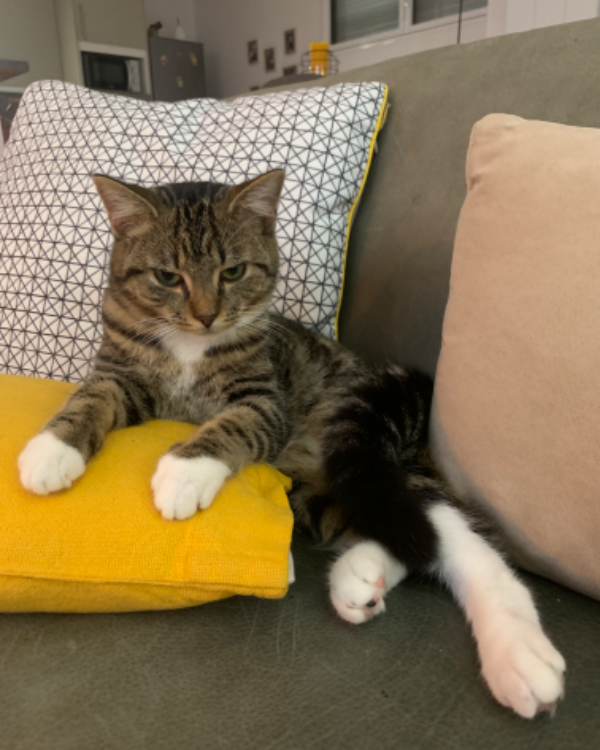 Missing Cat - Louviers