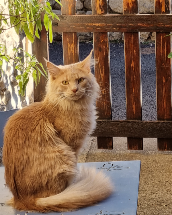 Missing Cat - Saint-Maurice-de-Cazevieille