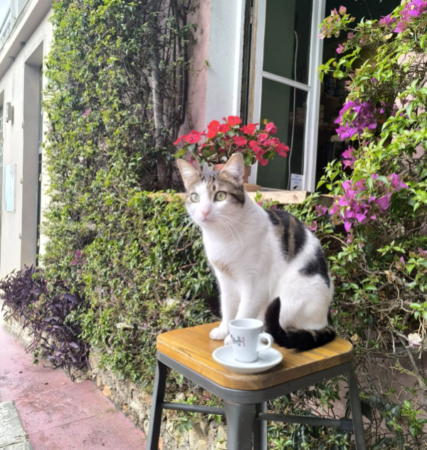 Missing Cat - Roquebrune-Cap-Martin