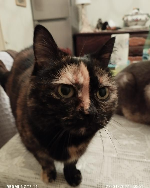 Missing Cat - Vailly-sur-Aisne