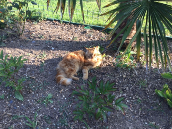 Missing Cat - Lairoux