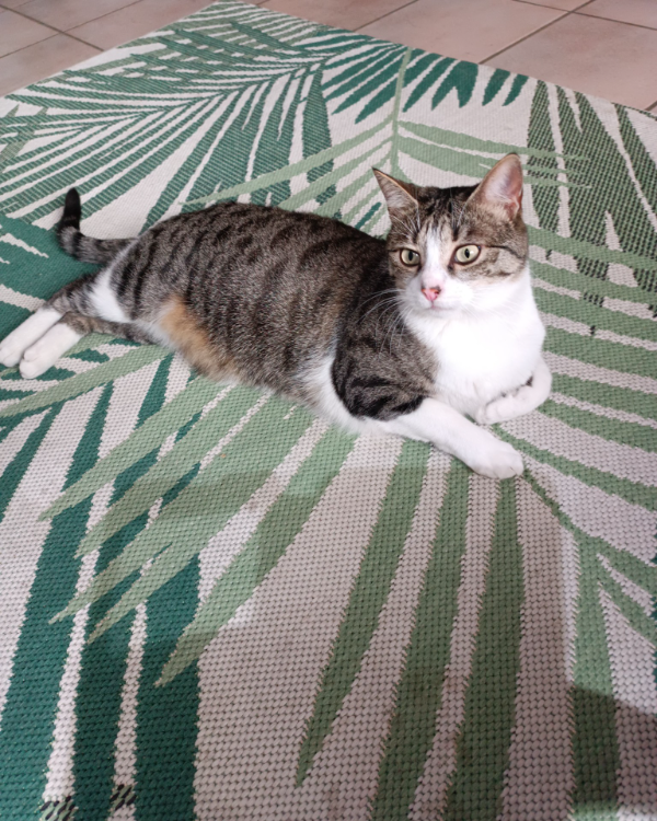 Missing Cat - Château-Thierry