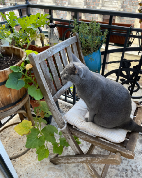 Found Cat - Saint-Gervais-les-Bains