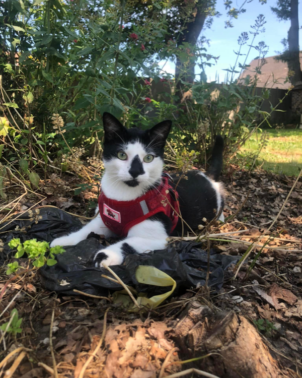 Missing Cat - Châteaudun