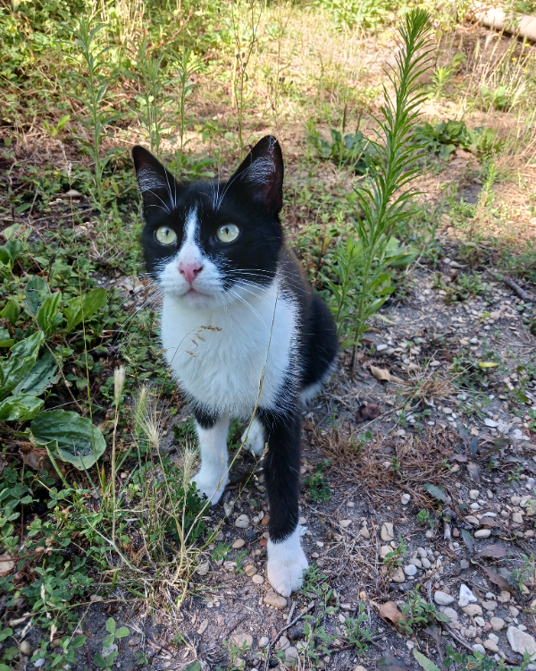 Found Cat - Unknown