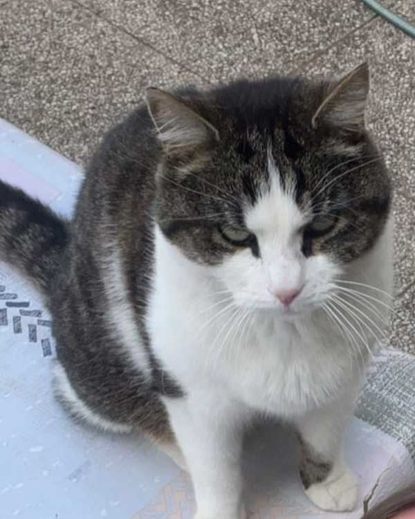 Missing Cat - Saint-Plantaire