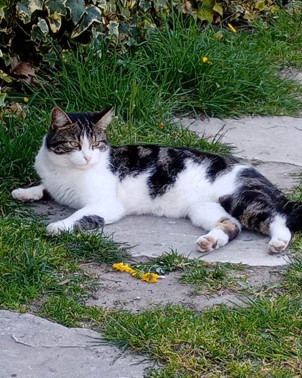 Missing Cat - Espeluche