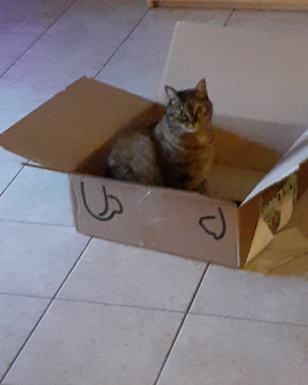 Missing Cat - Kuttolsheim