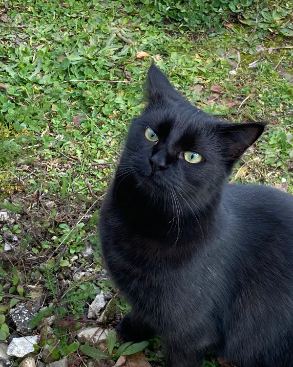 Missing Cat - Valserhône