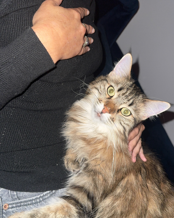 Missing Cat - Villebois