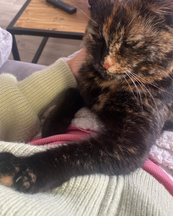 Missing Cat - Saint-Paul-en-Cornillon