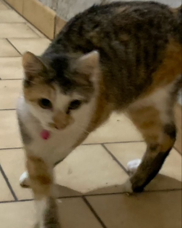 Found Cat - Migennes