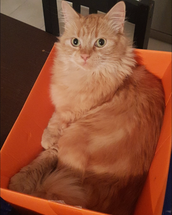 Missing Cat - Ludon-Médoc
