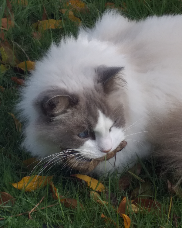 Missing Cat - Saint-Pardoux-Soutiers