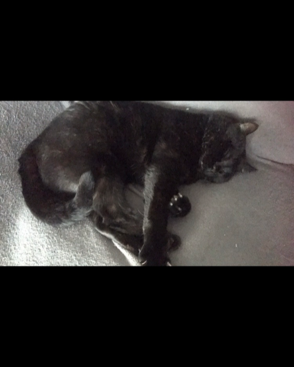 Missing Cat - Villechenève