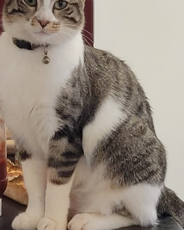 Missing Cat - Sainte-Foy