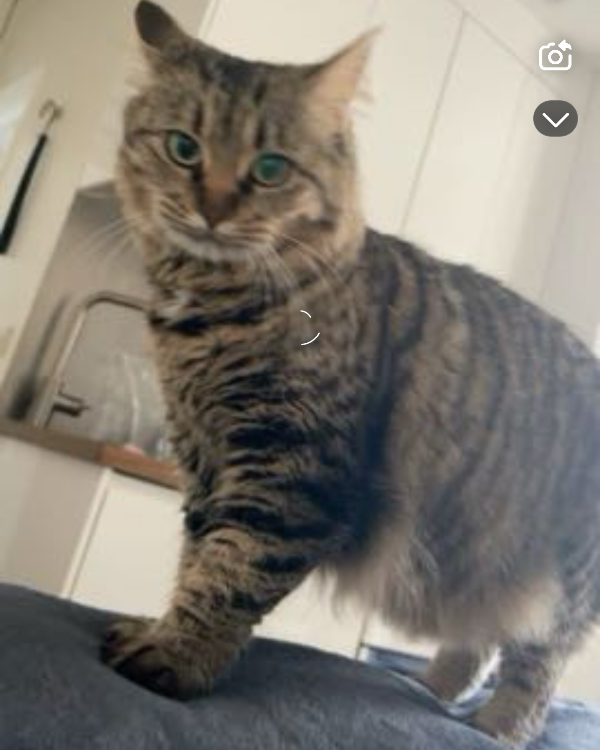 Found Cat - Boisset-les-Prévanches