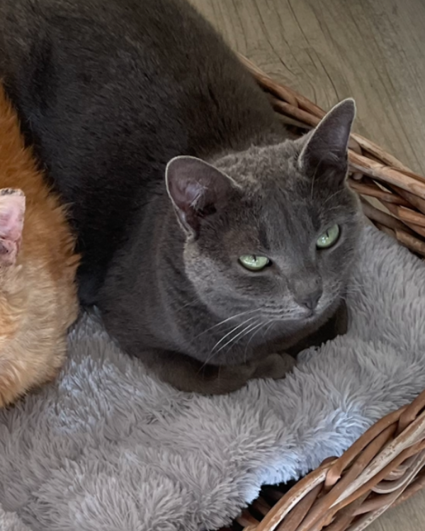 Missing Cat - Tresbœuf