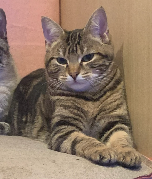 Missing Cat - Plesse