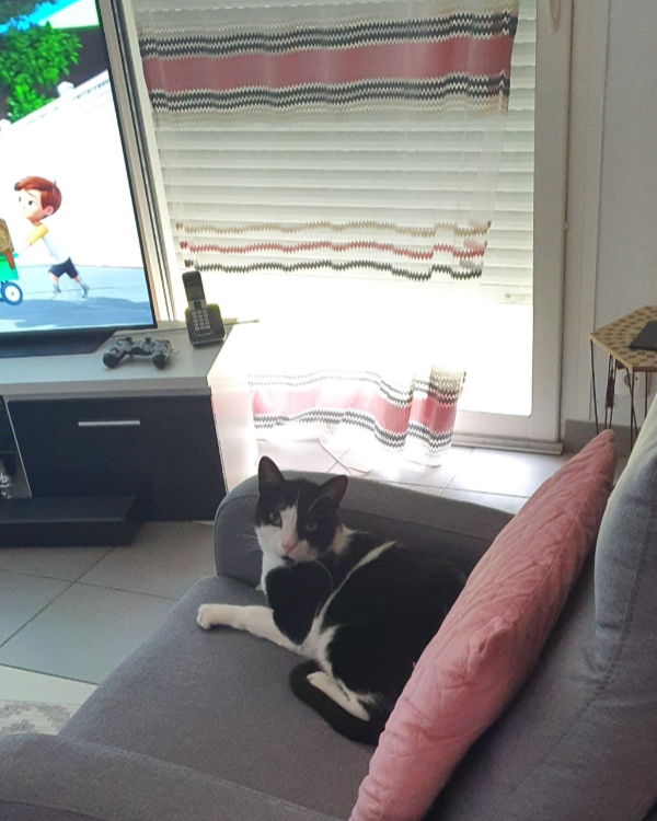 Missing Cat - Foulayronnes