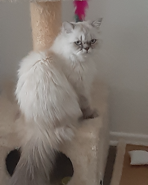 Missing Cat - Montélimar