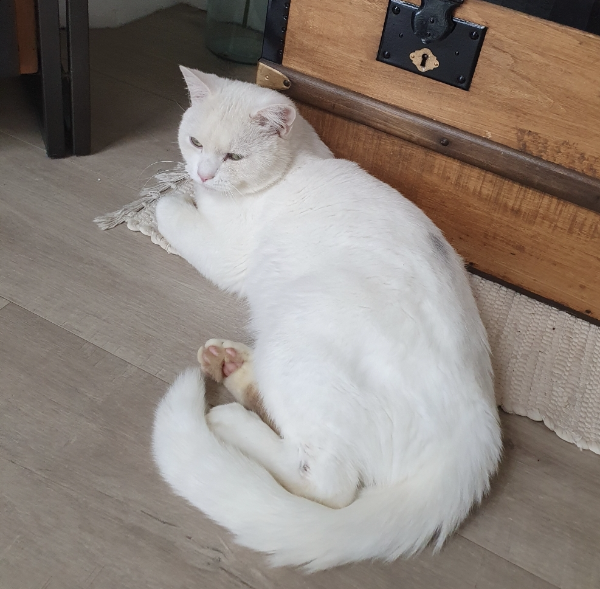 Missing Cat - Lanester