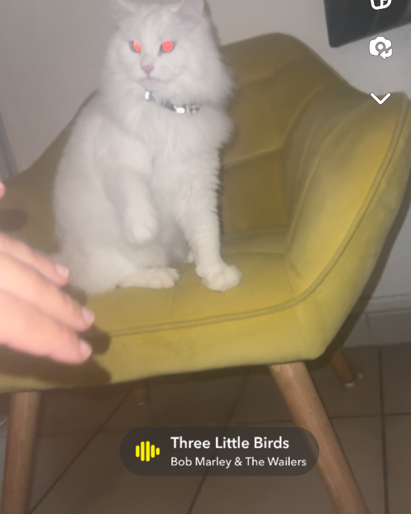 Missing Cat - Peynier