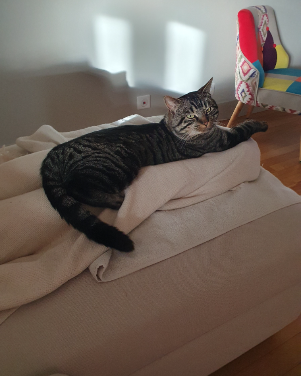 Missing Cat - Charnay-lès-Mâcon