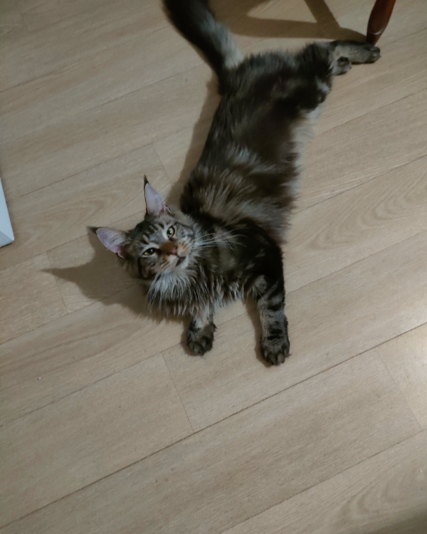 Missing Cat - Charleville-Mézières