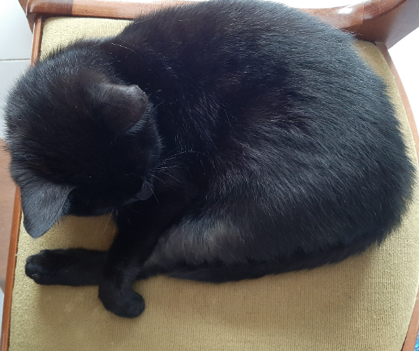 Missing Cat - Tinténiac