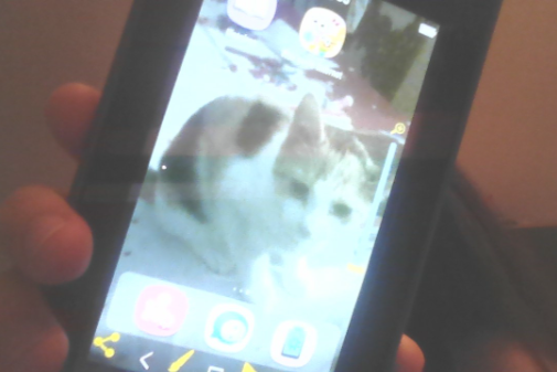 Missing Cat - Boisset-les-Prévanches