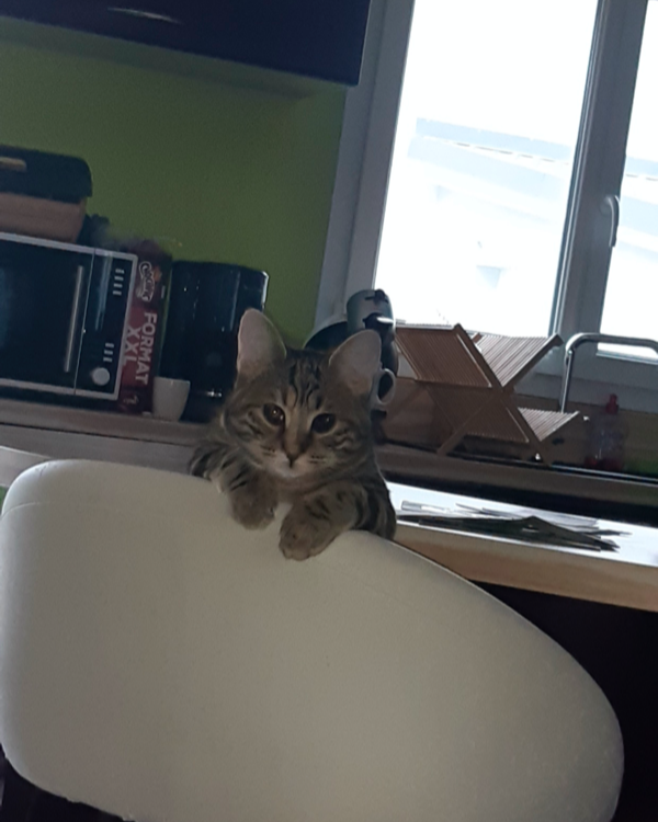 Missing Cat - Champenoux