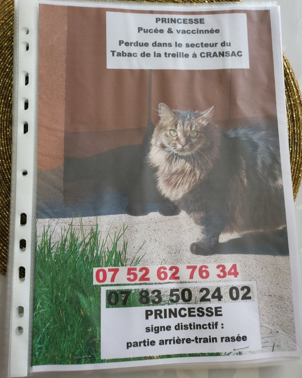 Found Cat - Cransac