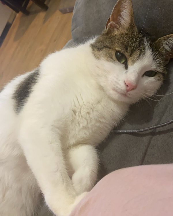 Missing Cat - Montrevault-sur-Èvre