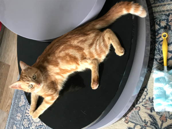 Missing Cat - Sulniac