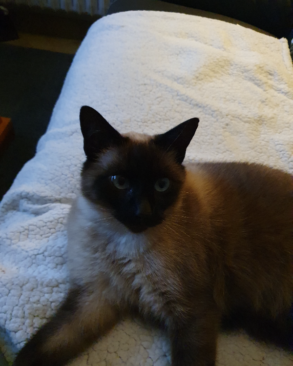 Missing Cat - Lesneven