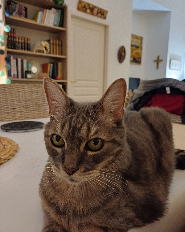 Missing Cat - Chartres