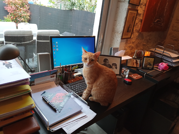 Missing Cat - Périgueux