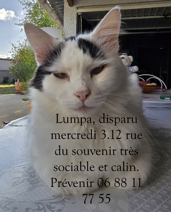 Missing Cat - Ruelle-sur-Touvre