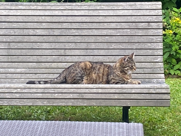 Found Cat - Auteuil