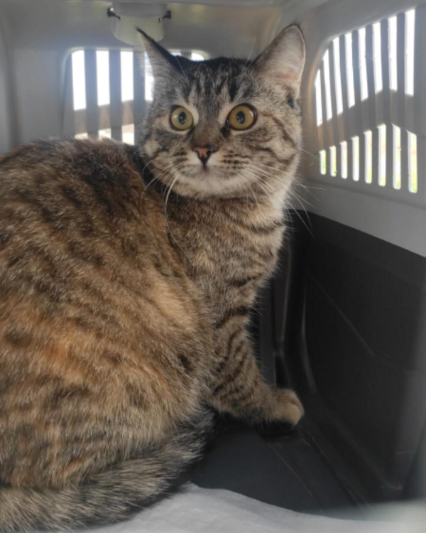 Missing Cat - Grandris