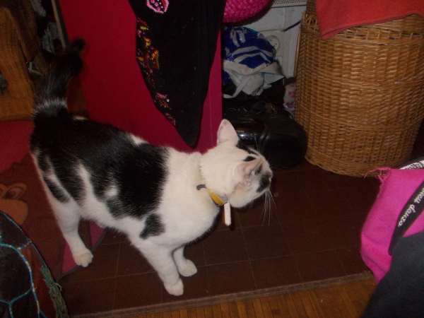 Missing Cat - port leucate