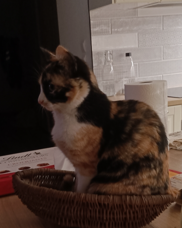 Missing Cat - Chevillé