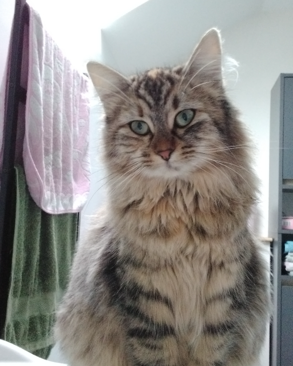 Missing Cat - Allaire,  Bocquéreux 