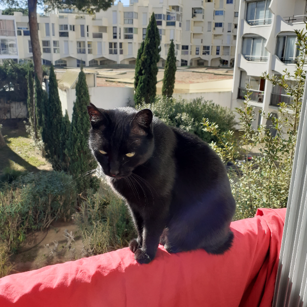 Missing Cat - Vaison-la-Romaine