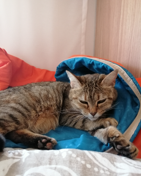 Missing Cat - La Ville-aux-Dames