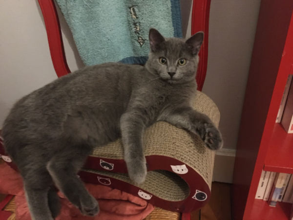 Missing Cat - Caudry