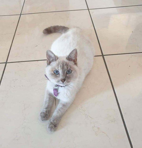 Missing Cat - Villiers-au-Bouin