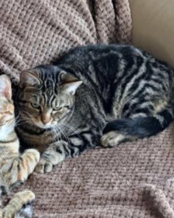 Missing Cat - Cherisy