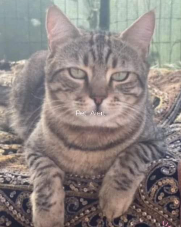 Missing Cat - Poitiers